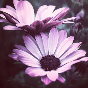 Meet your Posher, Alena